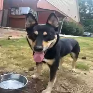 adoptable Dog in Lilburn, GA named Eve